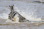 Nile Crocodile kills Zebra