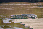 Nile crocodile