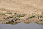 Nile crocodile