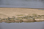Nile crocodile