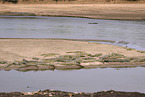 Nile crocodile