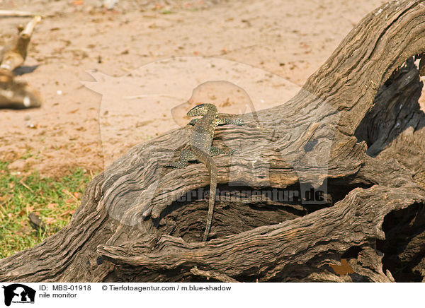 Nilwaran / nile monitor / MBS-01918