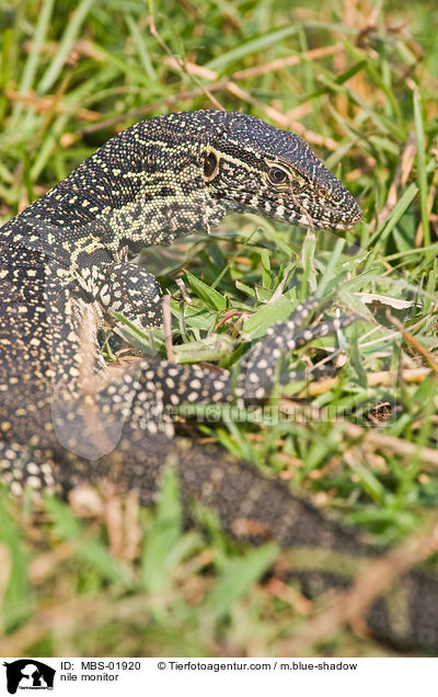 Nilwaran / nile monitor / MBS-01920