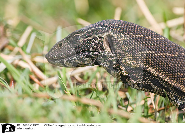 nile monitor / MBS-01921