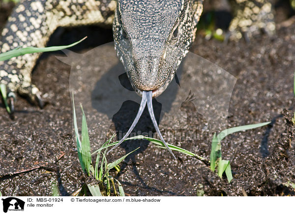 Nilwaran / nile monitor / MBS-01924