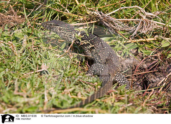 Nilwaran / nile monitor / MBS-01936