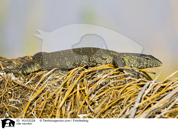 Nilwaran / nile monitor / HJ-03228