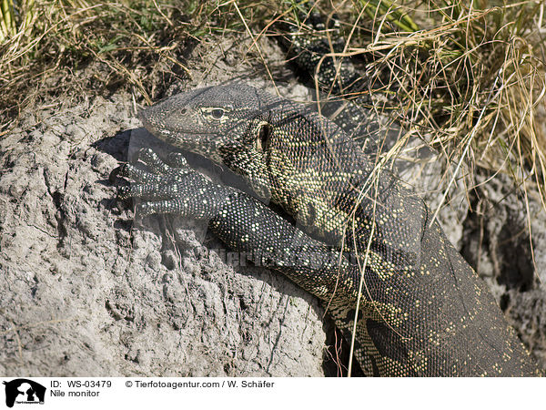 Nilwaran / Nile monitor / WS-03479