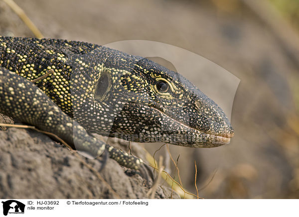 Nilwaran / nile monitor / HJ-03692