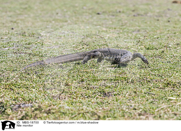 Nilwaran / Nile monitor / MBS-18700