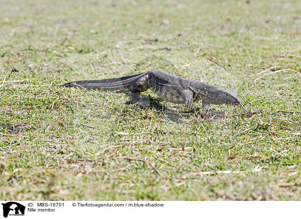 Nilwaran / Nile monitor / MBS-18701