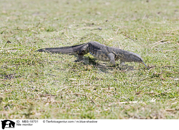 Nilwaran / Nile monitor / MBS-18701