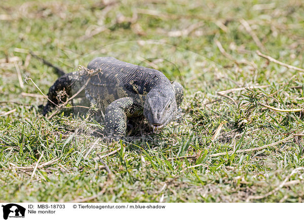 Nilwaran / Nile monitor / MBS-18703