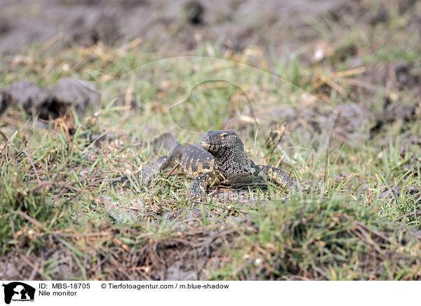 Nilwaran / Nile monitor / MBS-18705