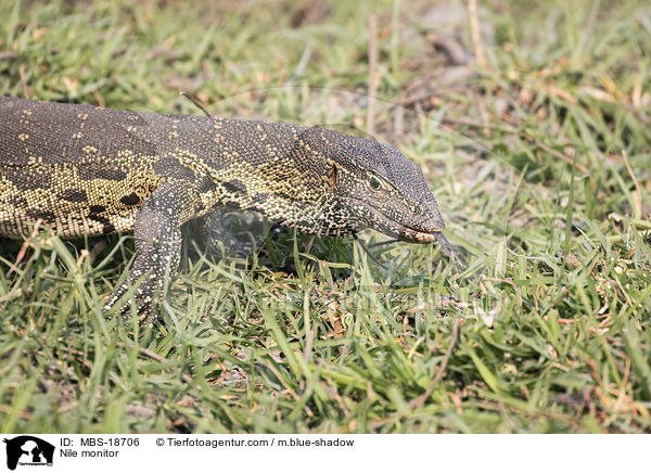 Nile monitor / MBS-18706