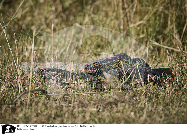 Nilwaran / Nile monitor / JR-07390