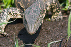 nile monitor