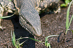 nile monitor