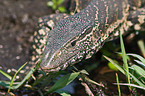 nile monitor