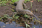 nile monitor