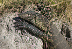 Nile monitor