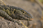 nile monitor