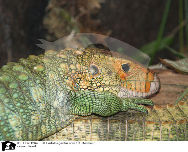Krokodilteju / caiman lizard / CD-01264