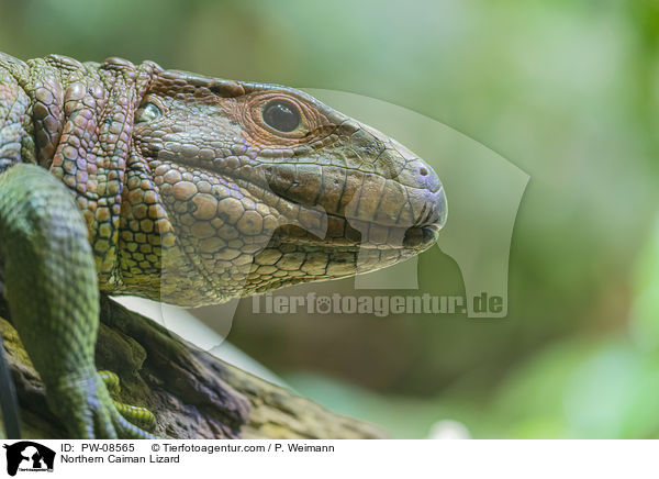 Northern Caiman Lizard / PW-08565
