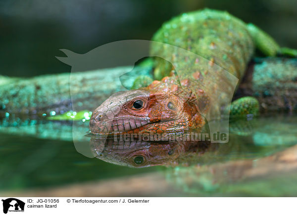 Krokodilteju / caiman lizard / JG-01056