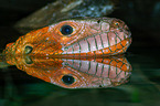 caiman lizard
