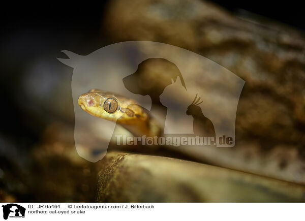 Nrdliche Katzenaugenschlange / northern cat-eyed snake / JR-05464
