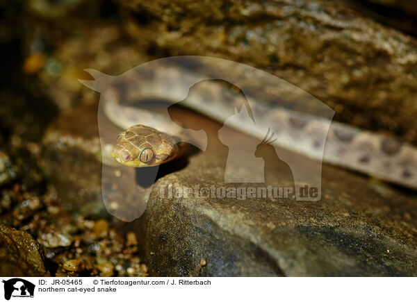 northern cat-eyed snake / JR-05465