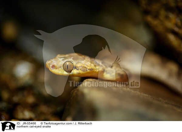 Nrdliche Katzenaugenschlange / northern cat-eyed snake / JR-05466