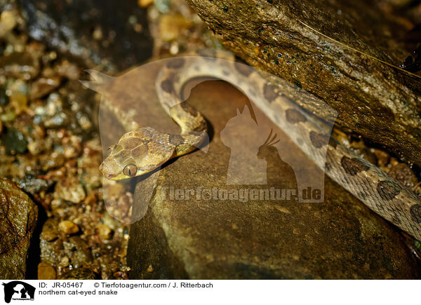 Nrdliche Katzenaugenschlange / northern cat-eyed snake / JR-05467