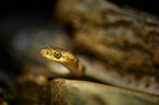 northern cat-eyed snake
