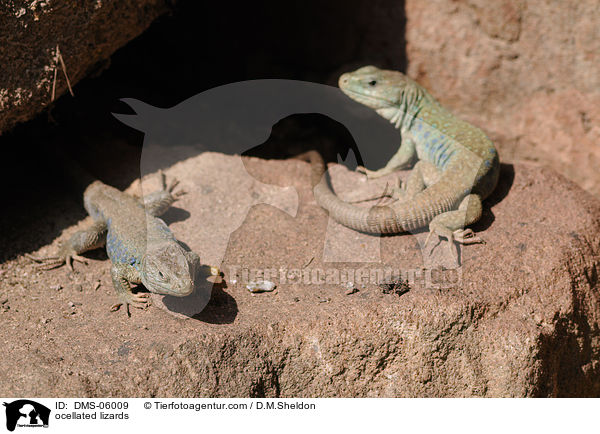 ocellated lizards / DMS-06009