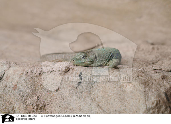 Perleidechse / ocellated lizard / DMS-06023