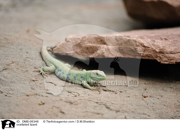 Perleidechse / ocellated lizard / DMS-06346