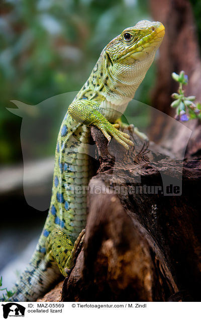 ocellated lizard / MAZ-05569