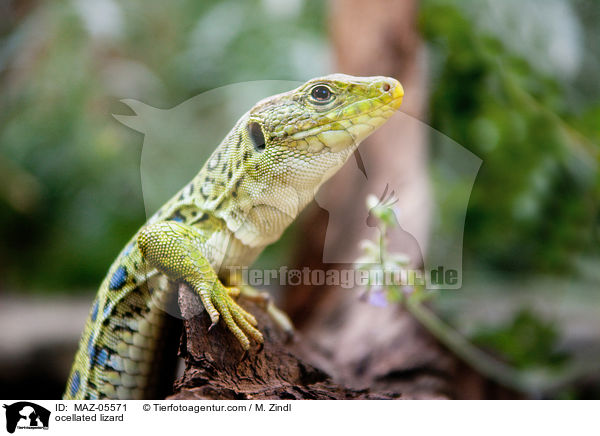 Perleidechse / ocellated lizard / MAZ-05571