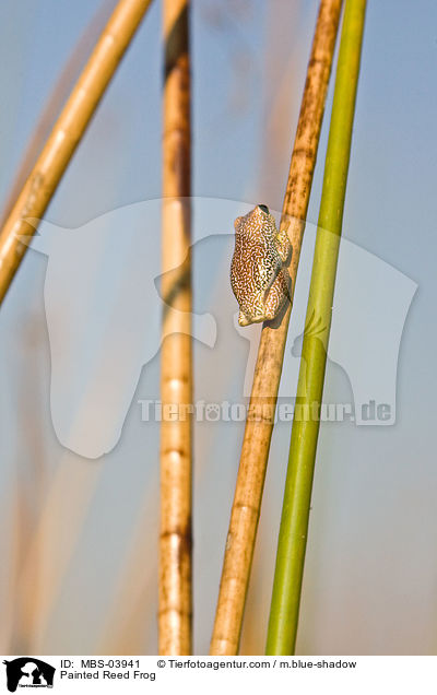 Marmorierter Riedfrosch / Painted Reed Frog / MBS-03941