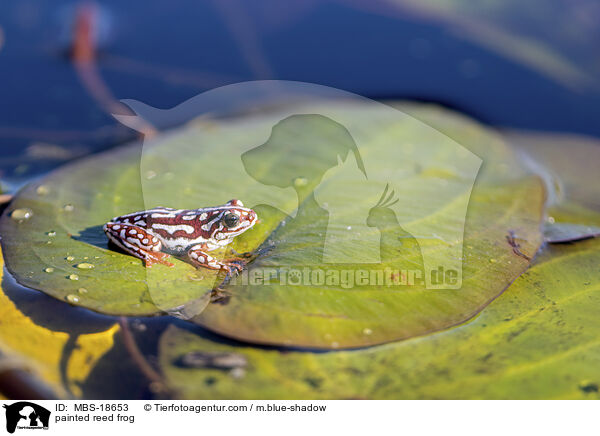 painted reed frog / MBS-18653
