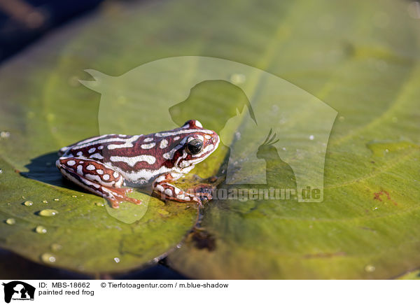 Marmorierter Riedfrosch / painted reed frog / MBS-18662