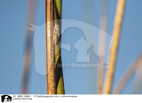 Marmorierter Riedfrosch / painted reed frog / MBS-18663