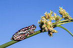 painted reed frog