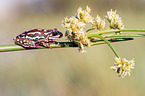 painted reed frog