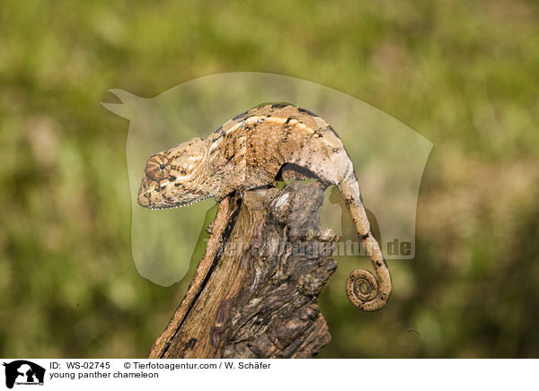 young panther chameleon / WS-02745