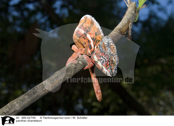 Pantherchamleon / panther chameleon / WS-02749