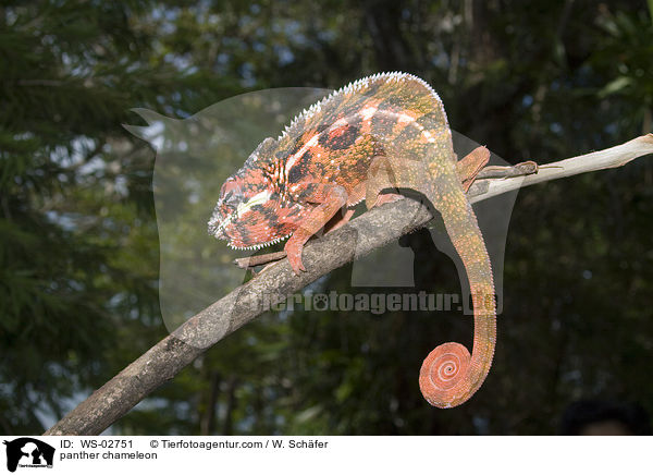 Pantherchamleon / panther chameleon / WS-02751