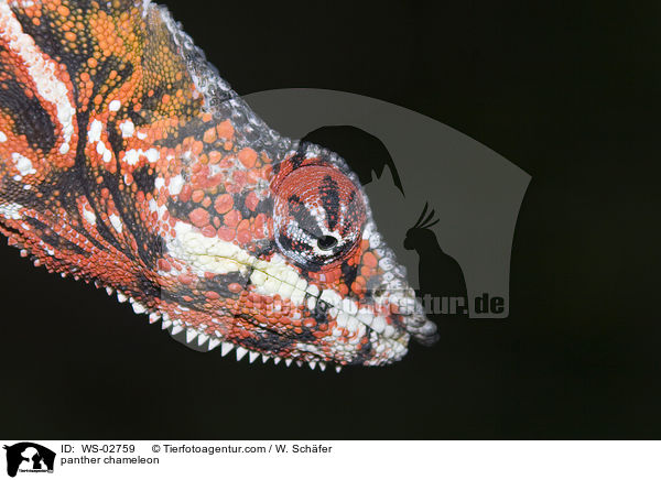 Pantherchamleon / panther chameleon / WS-02759